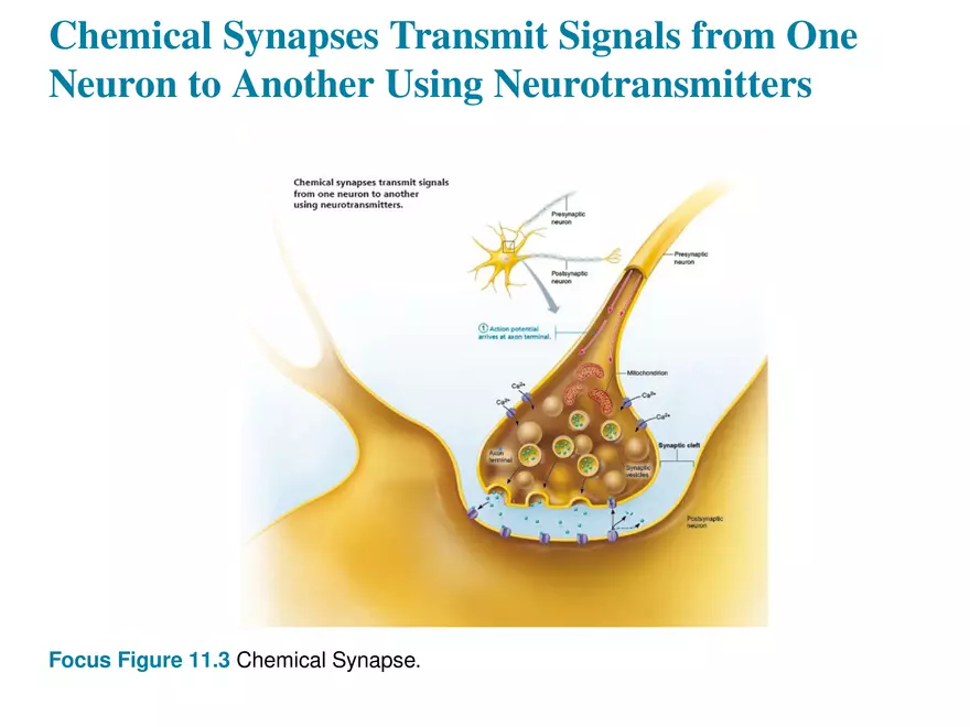 Fundamentals of the Nervous System and Nervous Tissue Lectrure 10 - Page 16