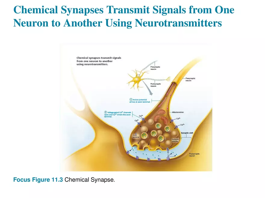 Fundamentals of the Nervous System and Nervous Tissue Lectrure 10 - Page 17