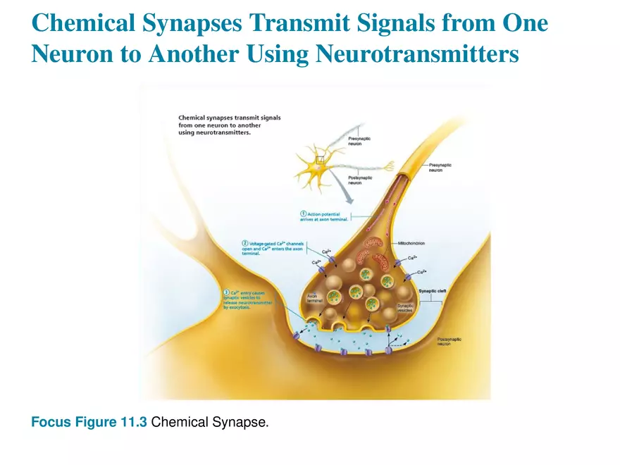 Fundamentals of the Nervous System and Nervous Tissue Lectrure 10 - Page 4
