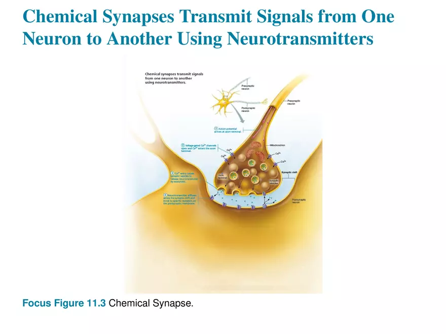 Fundamentals of the Nervous System and Nervous Tissue Lectrure 10 - Page 6