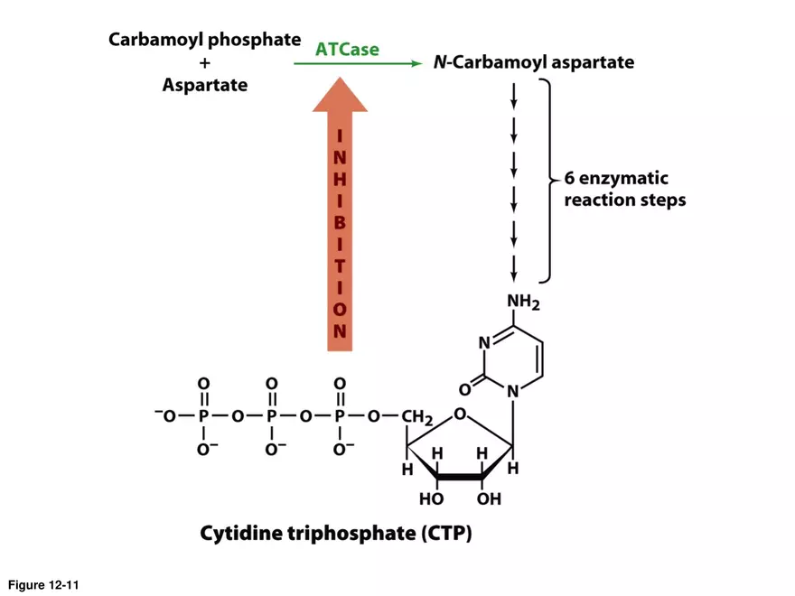 Principles of Biochemistry - Enzymes Lecture 7 - Page 8