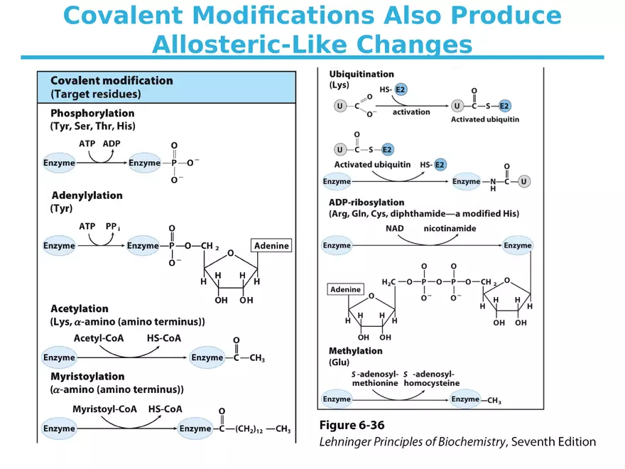 Principles of Biochemistry - Enzymes Lecture 7 - Page 9