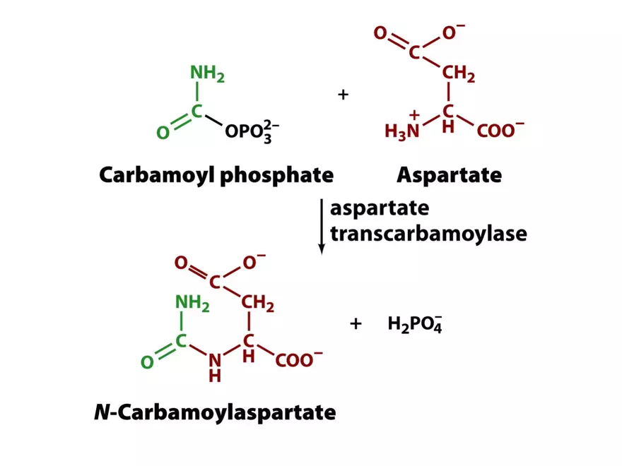 Principles of Biochemistry - Enzymes Lecture 7 - Page 6
