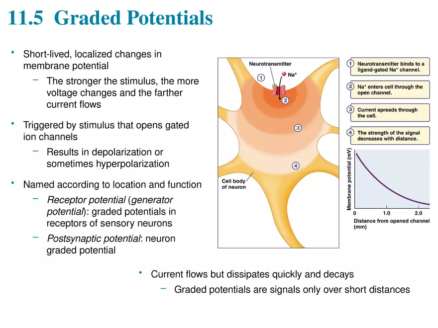 Fundamentals of the Nervous System and Nervous Tissue Lectrure 6 - Page 7