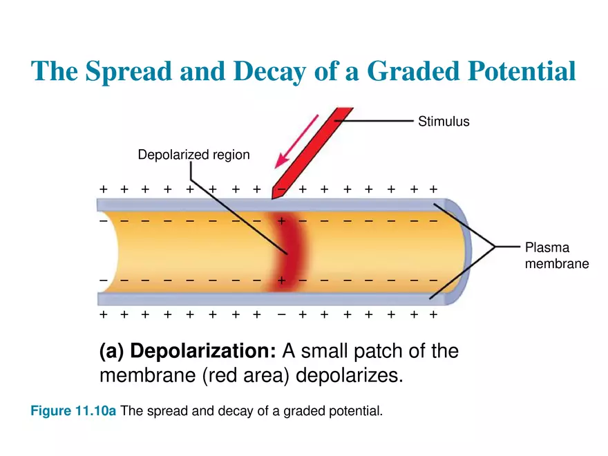 Fundamentals of the Nervous System and Nervous Tissue Lectrure 6 - Page 8