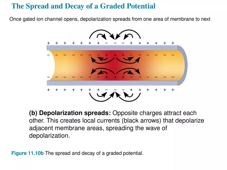 Fundamentals of the Nervous System and Nervous Tissue Lectrure 6 - Page 9