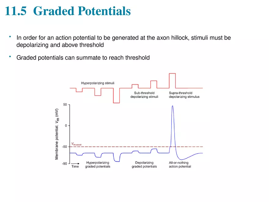 Fundamentals of the Nervous System and Nervous Tissue Lectrure 6 - Page 10