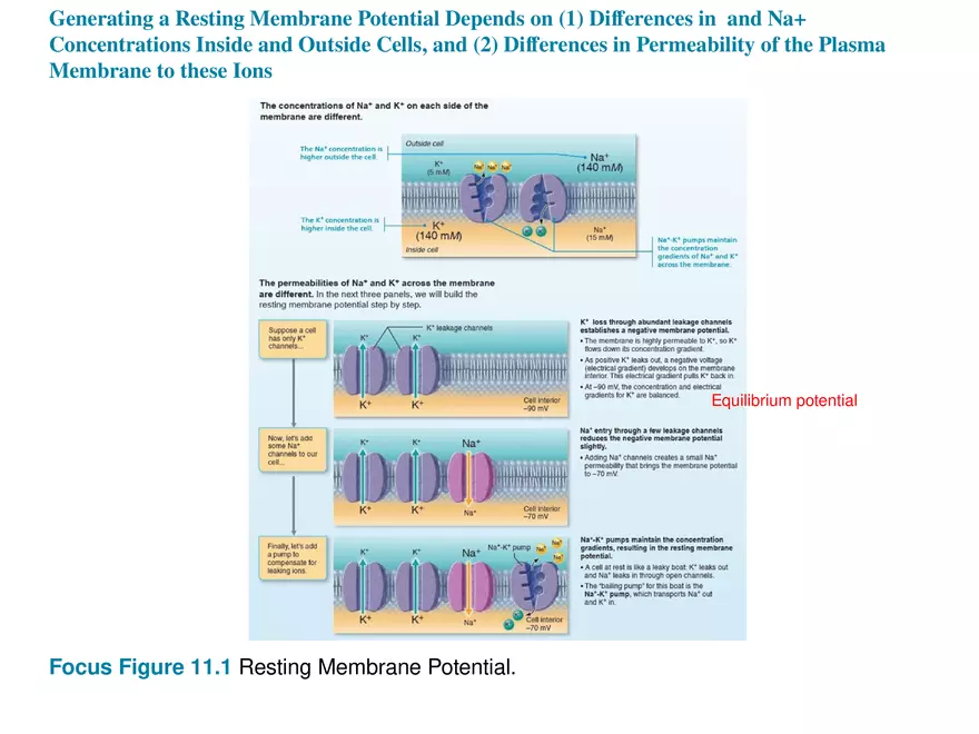 Fundamentals of the Nervous System and Nervous Tissue Lectrure 6 - Page 2