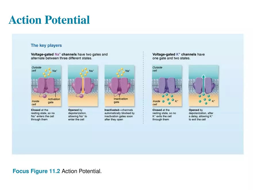 Fundamentals of the Nervous System and Nervous Tissue Lectrure 6 - Page 3