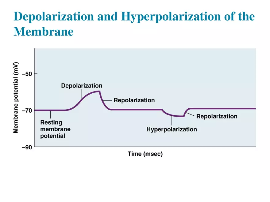 Fundamentals of the Nervous System and Nervous Tissue Lectrure 6 - Page 6