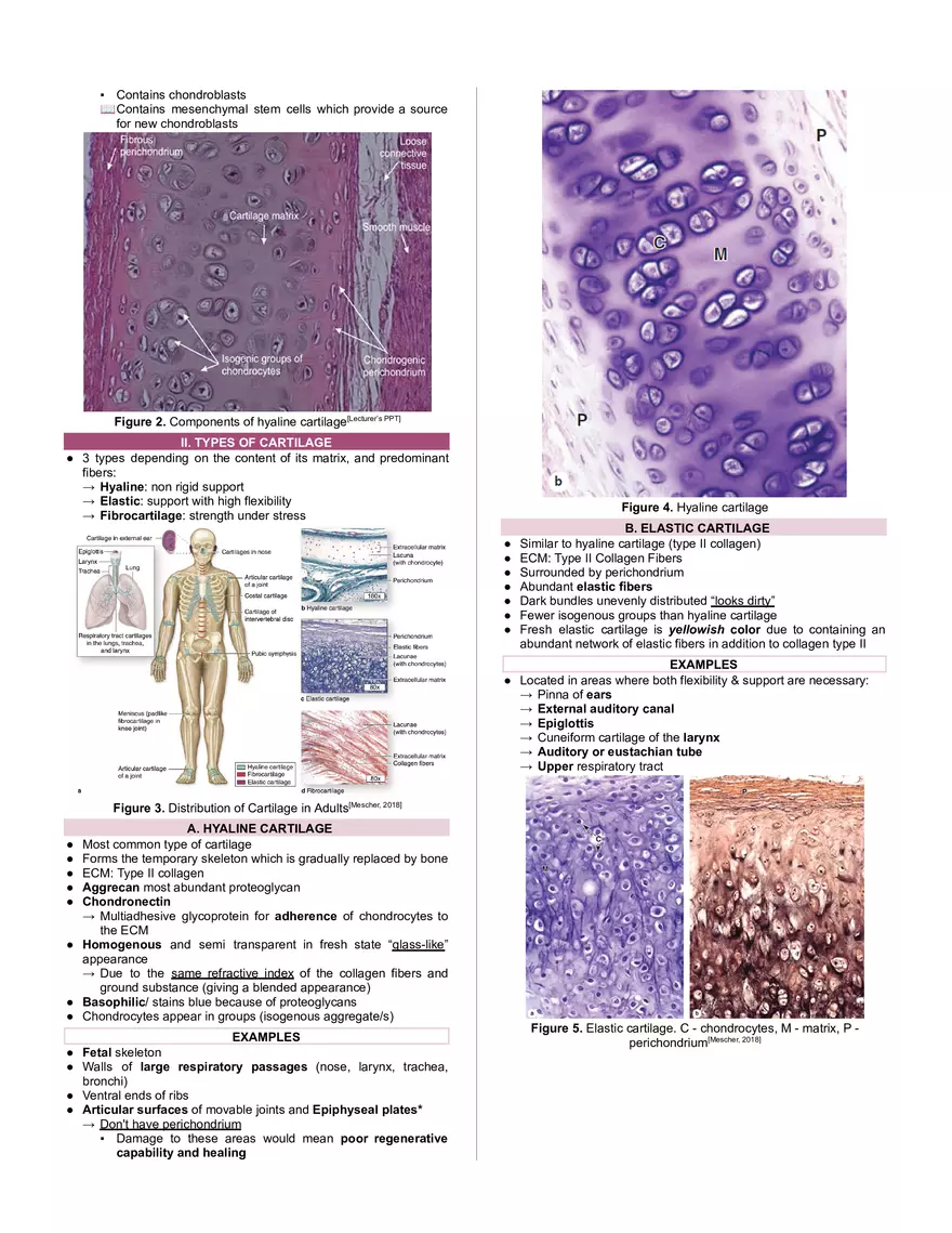 Cartilage and Bone - Page 2