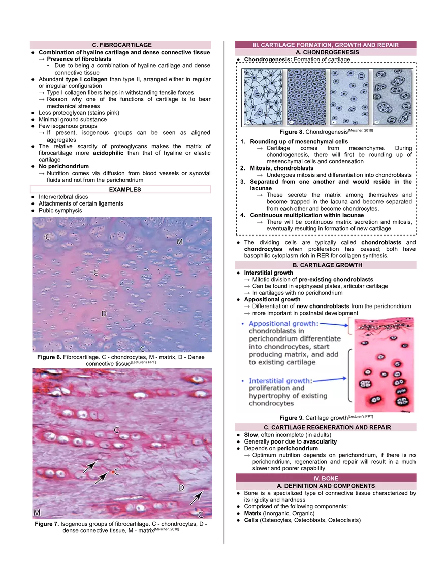 Cartilage and Bone - Page 3