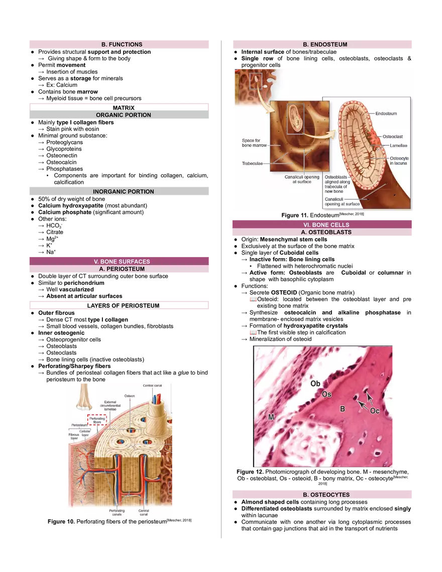 Cartilage and Bone - Page 4