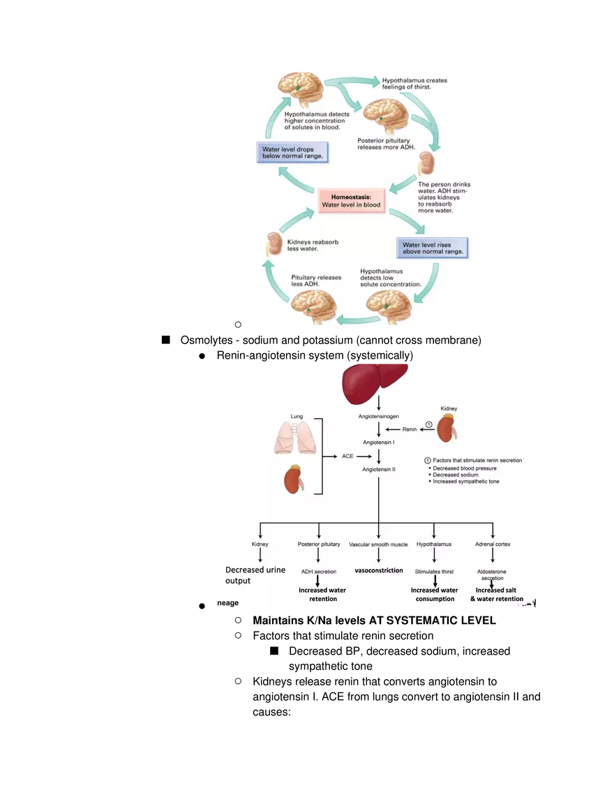 Introduction to Pathophysiology and Cellular Basis of Disease Part 1 - Page 4
