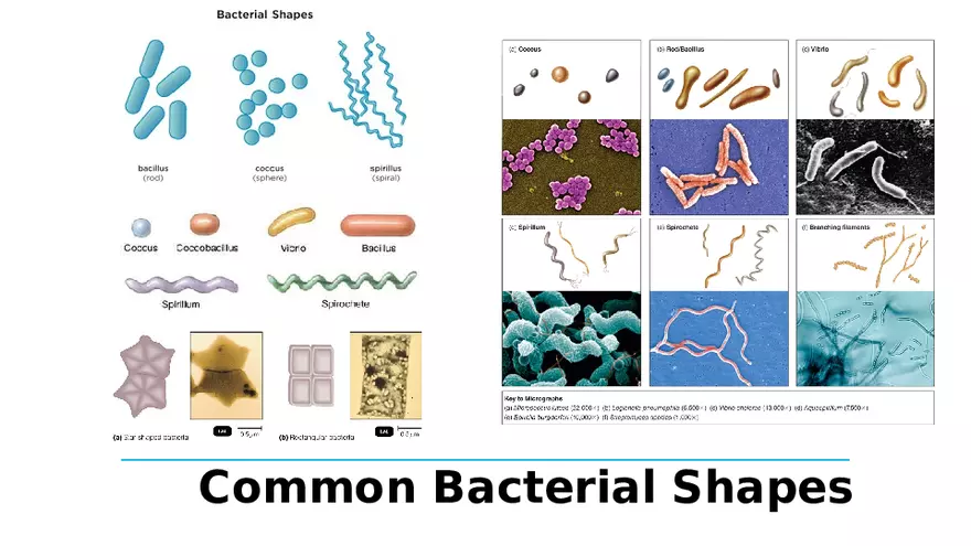 Classification of Microorganisms Lecture 1 - Page 9