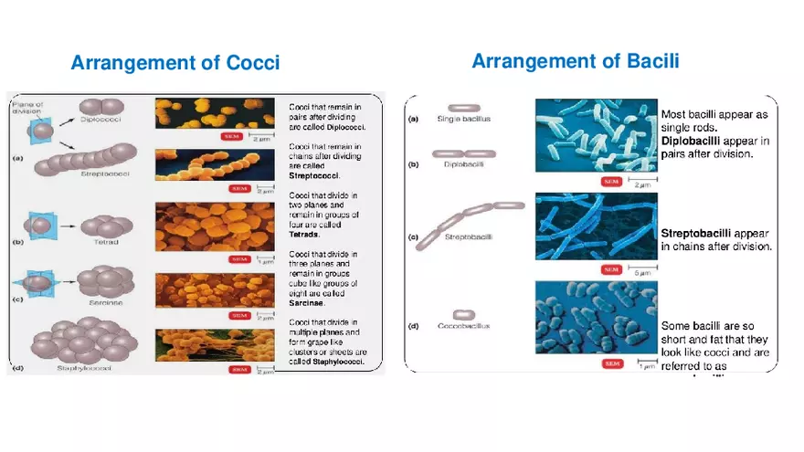 Classification of Microorganisms Lecture 1 - Page 10