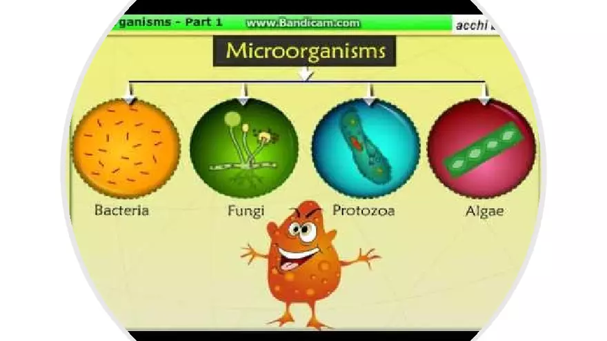 Classification of Microorganisms Lecture 1 - Page 3