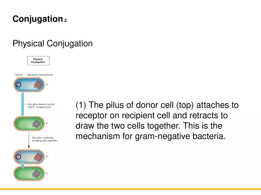 An Introduction to Microbial Genetics Lecture Part 10 - Page 11