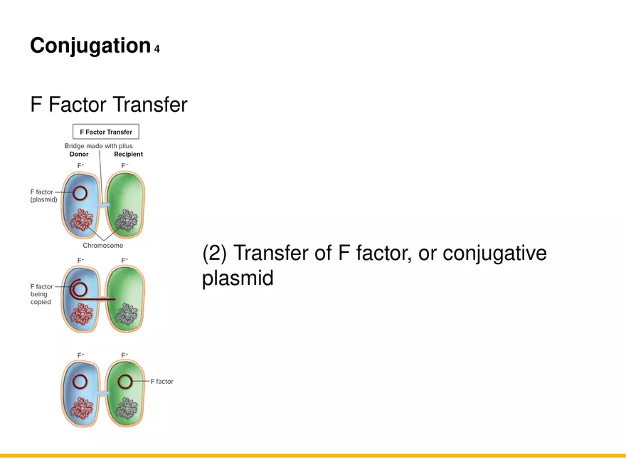 An Introduction to Microbial Genetics Lecture Part 10 - Page 3
