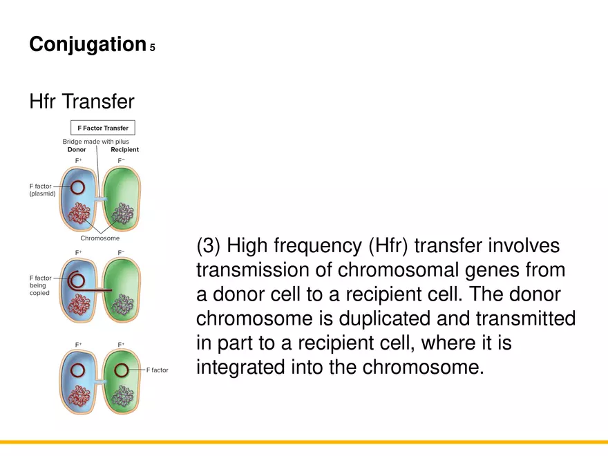 An Introduction to Microbial Genetics Lecture Part 10 - Page 4