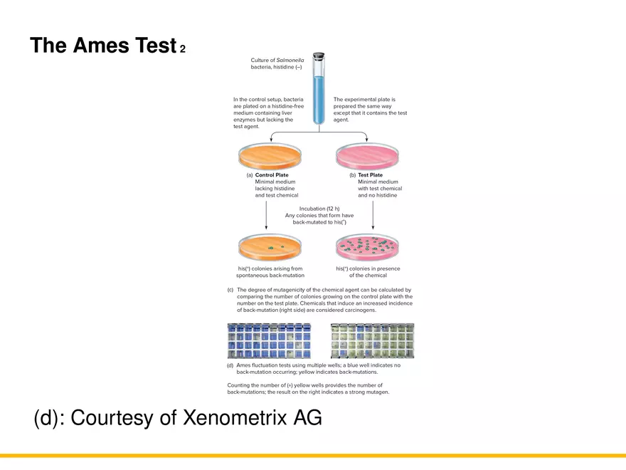 An Introduction to Microbial Genetics Lecture Part 10 - Page 5