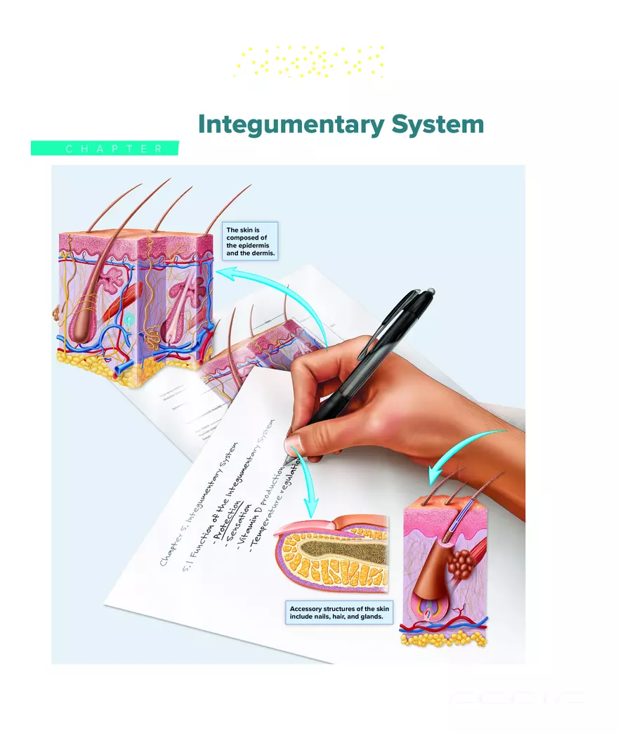 Integumentary System - Page 1