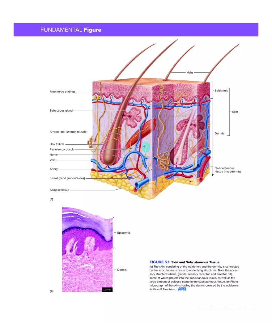 Integumentary System - Page 4