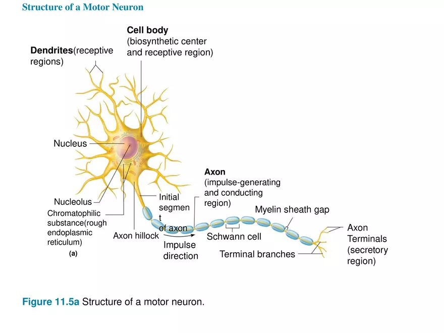 Fundamentals of the Nervous System and Nervous Tissue Lectrure 3 - Page 9