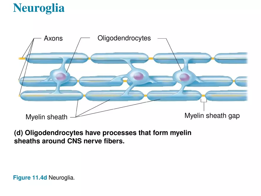 Fundamentals of the Nervous System and Nervous Tissue Lectrure 3 - Page 1