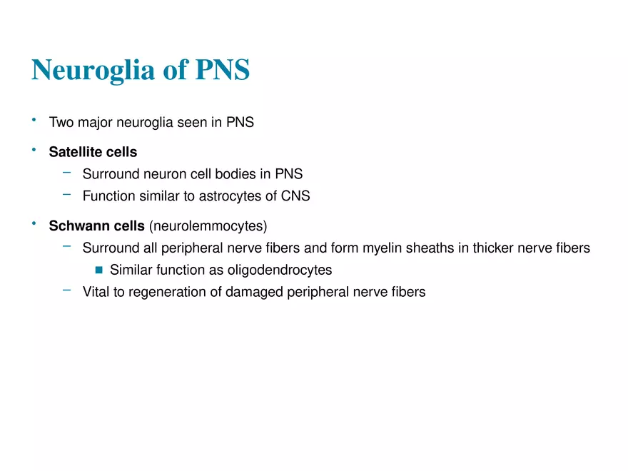 Fundamentals of the Nervous System and Nervous Tissue Lectrure 3 - Page 2