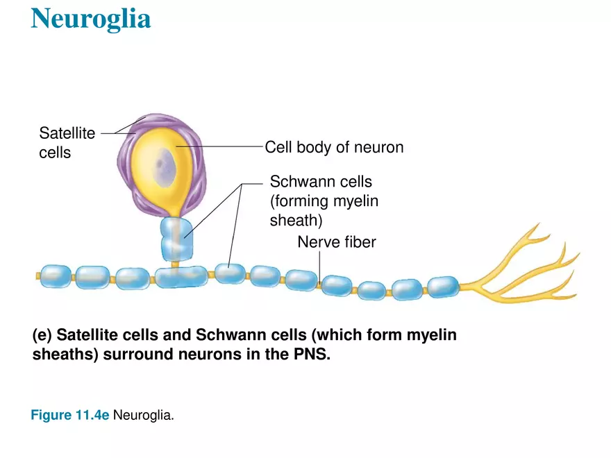 Fundamentals of the Nervous System and Nervous Tissue Lectrure 3 - Page 3