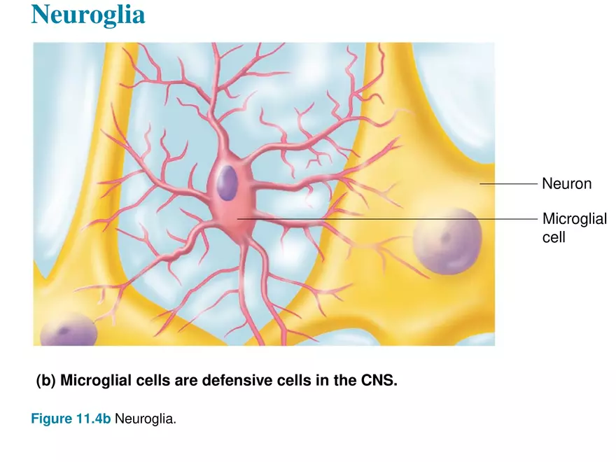 Fundamentals of the Nervous System and Nervous Tissue Lectrure 2 - Page 7