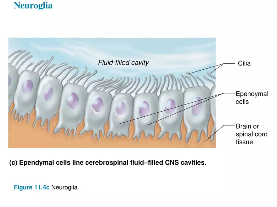 Fundamentals of the Nervous System and Nervous Tissue Lectrure 2 - Page 9