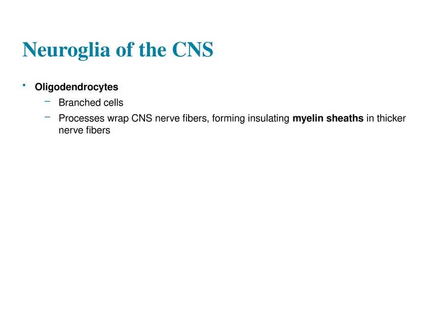 Fundamentals of the Nervous System and Nervous Tissue Lectrure 2 - Page 10