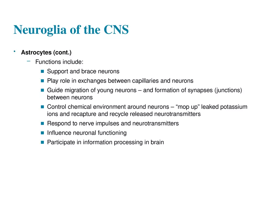 Fundamentals of the Nervous System and Nervous Tissue Lectrure 2 - Page 4