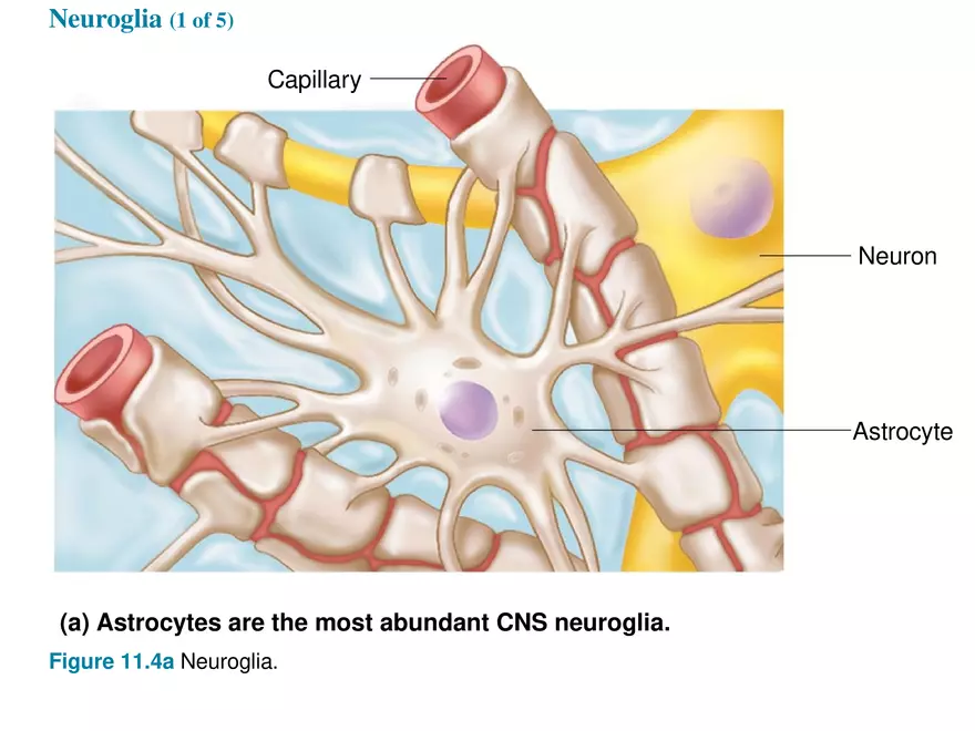 Fundamentals of the Nervous System and Nervous Tissue Lectrure 2 - Page 5