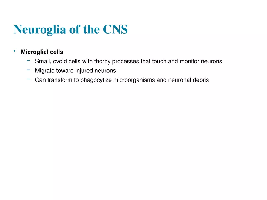 Fundamentals of the Nervous System and Nervous Tissue Lectrure 2 - Page 6