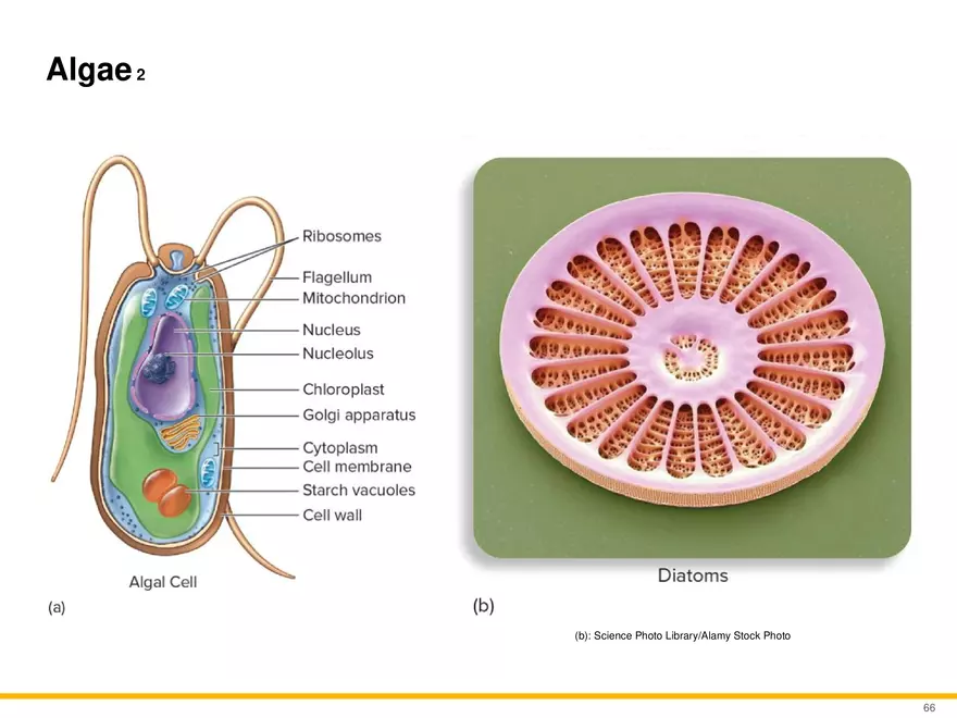 A Survey of Eukaryotic Cells and Microorganisms Part 7 - Page 7