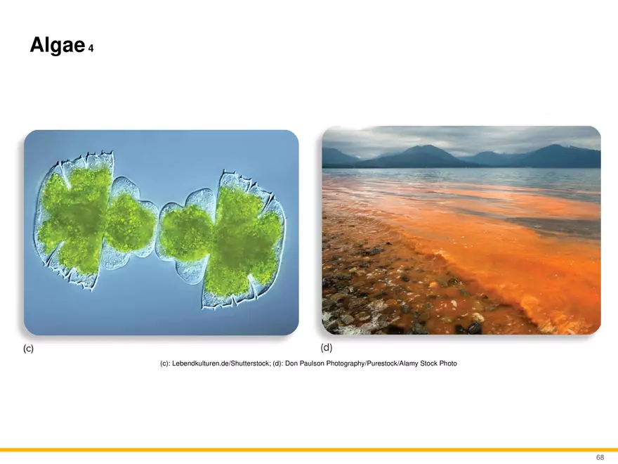 A Survey of Eukaryotic Cells and Microorganisms Part 7 - Page 9