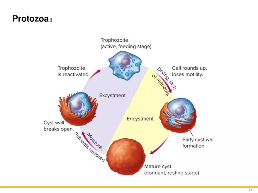 A Survey of Eukaryotic Cells and Microorganisms Part 7 - Page 4