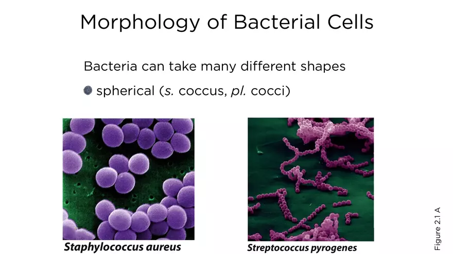 Topic 2 Bacteria - Page 3