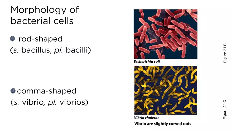 Topic 2 Bacteria - Page 4