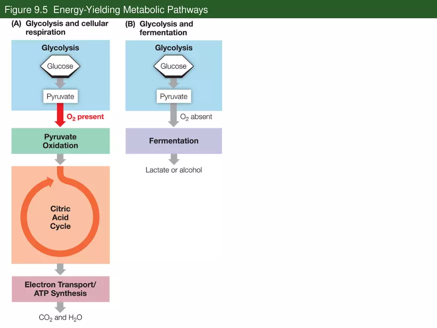 Pathways That Harvest Chemical Energy Lecture Part 2 - Page 7