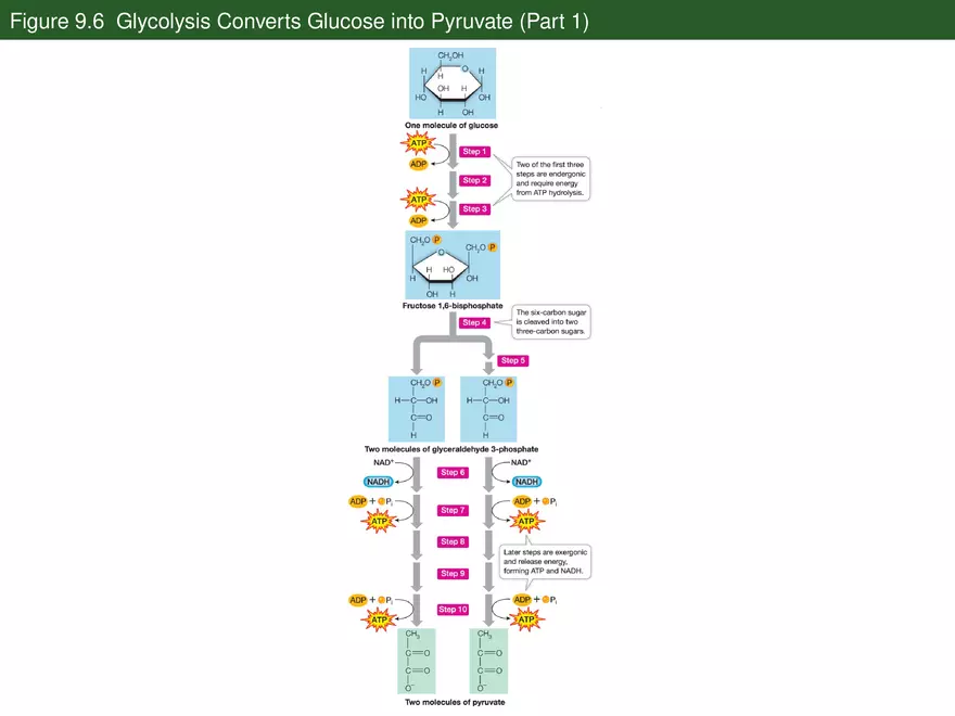 Pathways That Harvest Chemical Energy Lecture Part 2 - Page 10