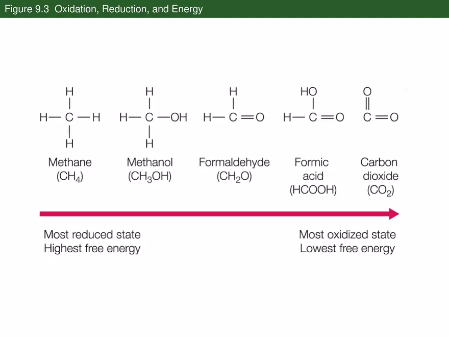Pathways That Harvest Chemical Energy Lecture Part 2 - Page 2