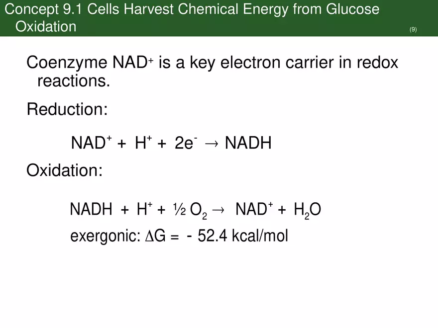 Pathways That Harvest Chemical Energy Lecture Part 2 - Page 4