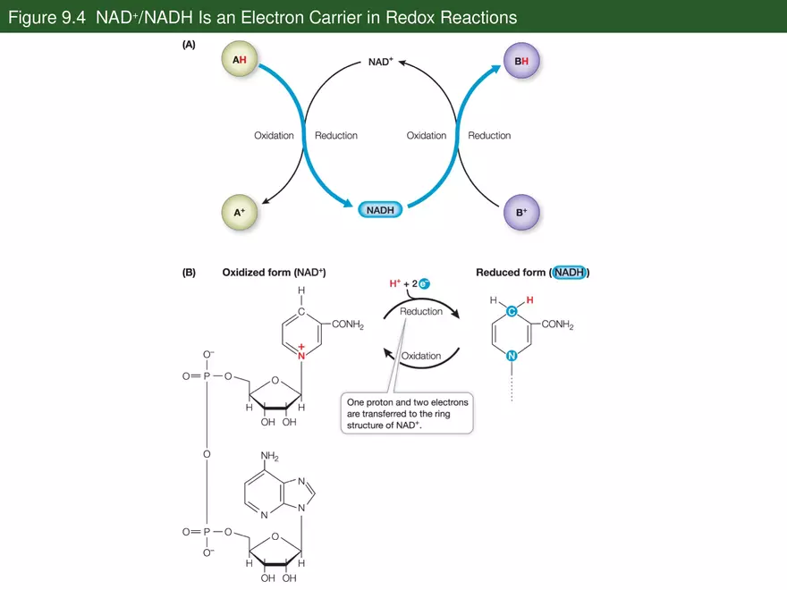 Pathways That Harvest Chemical Energy Lecture Part 2 - Page 5