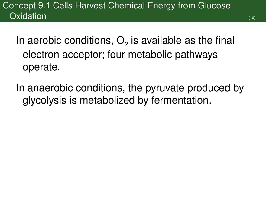 Pathways That Harvest Chemical Energy Lecture Part 2 - Page 6