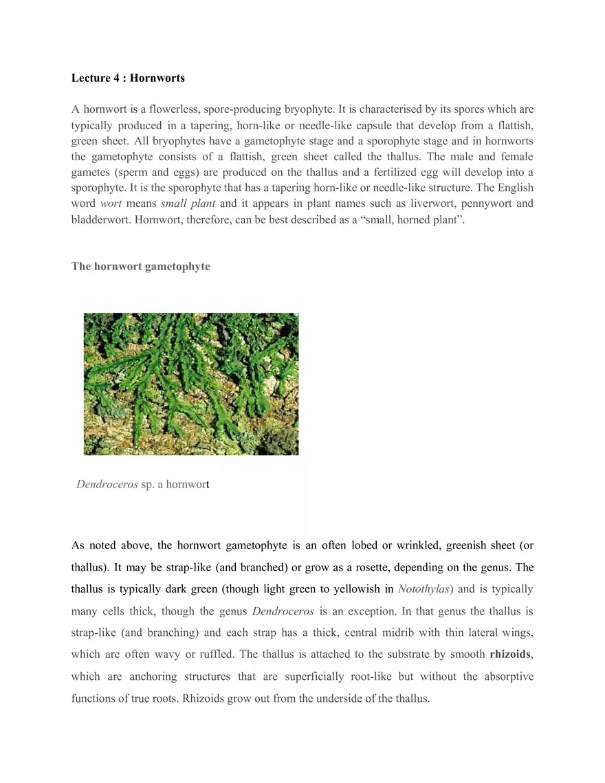 Lecture 4 Hornworts - Page 1