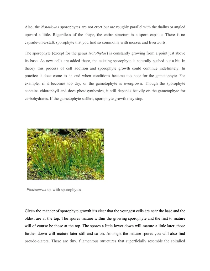 Lecture 4 Hornworts - Page 3